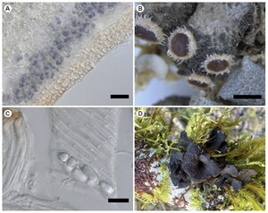 Figure from article: First European record of...