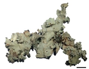 Figure from article: Expanding the occurrence of...