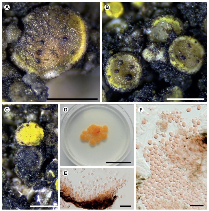 Figure from article: Lichenicolous fungi of the...