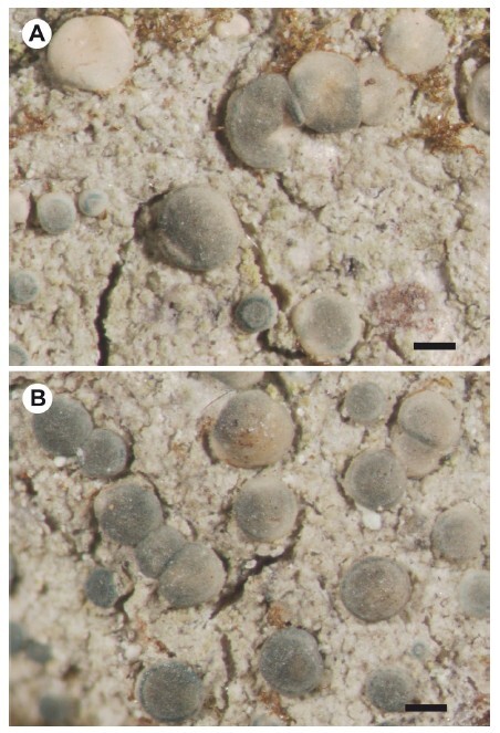 Figure from article: Two lichen species,...