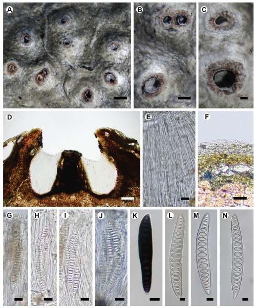 Figure from article: Clarifying the phylogenetic...