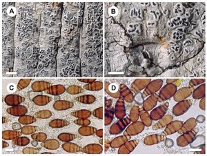 Figure from article: Six new species of...