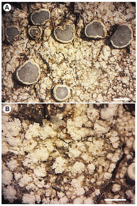 Figure from article: A new lichen species from...