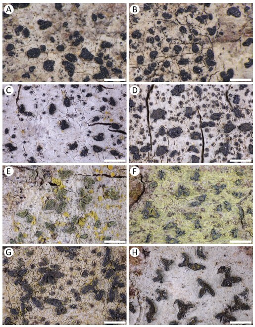 Figure from article: Morphological evidence for...