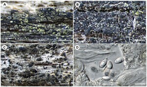 Figure from article: A new lignicolous species...
