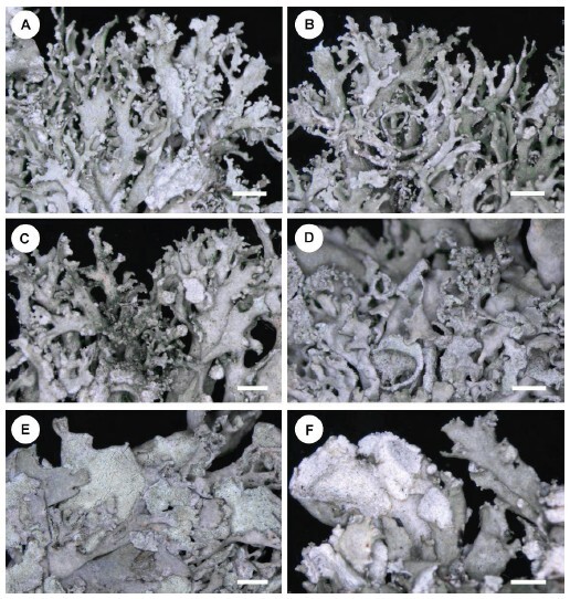 Figure from article: Notes on the <i>Ramalina...