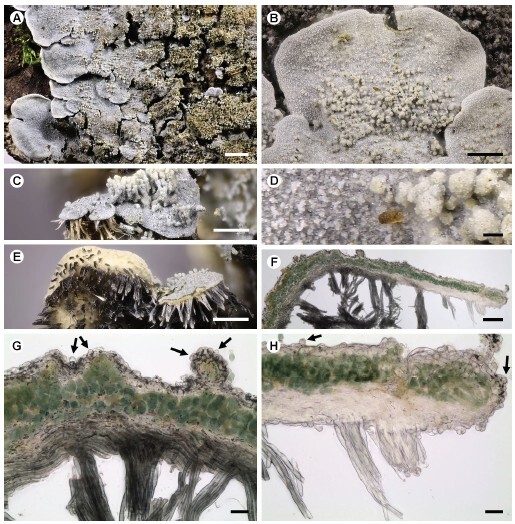Figure from article: <i>Coccocarpia...