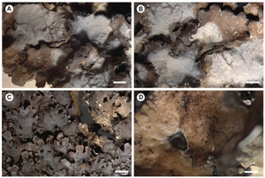 Figure from article: Phenotypic and phylogenetic...