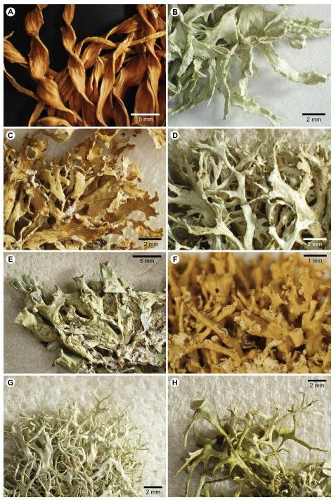 Figure from article: Which <i>Ramalina</i>...