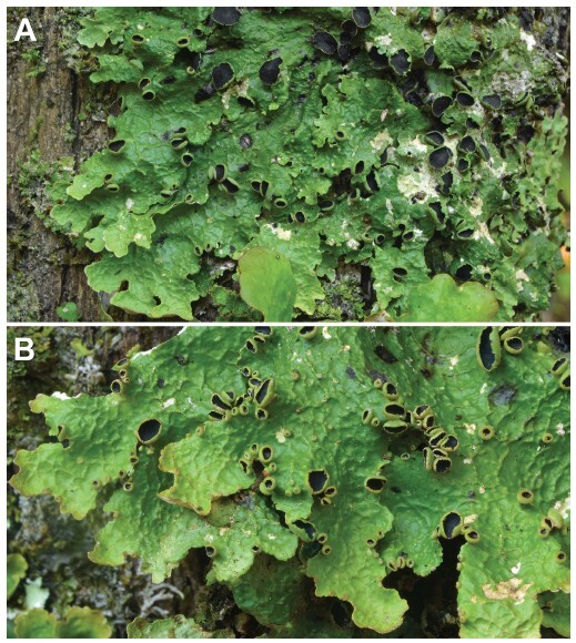 Figure from article: The <i>Pseudocyphellaria...