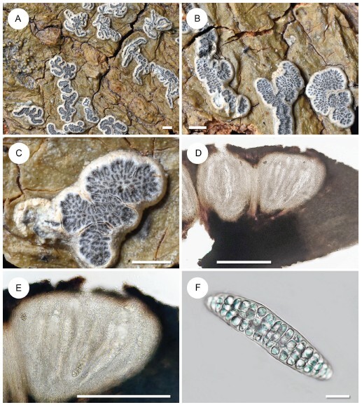 Figure from article: <i>Graphidaceae</i> from...