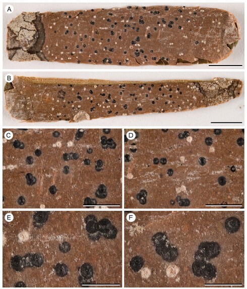 Figure from article: <i>Alloarthopyrenia...