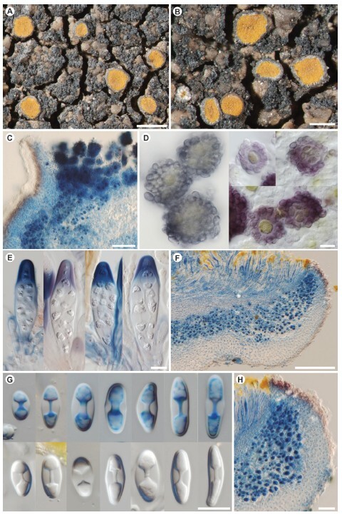 Figure from article: <i>Caloplaca aptrootii</i>...