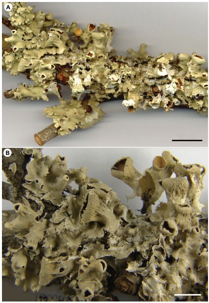 Figure from article: <i>Parmotrema</i>...