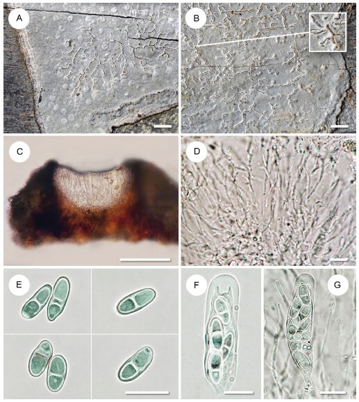 Figure from article: <i>Gymnographopsis...