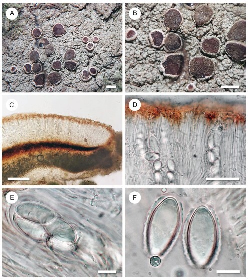 Figure from article: <i>Malmidea aptrootiana</i>...