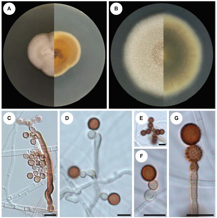 Figure from article: A new endophytic species...